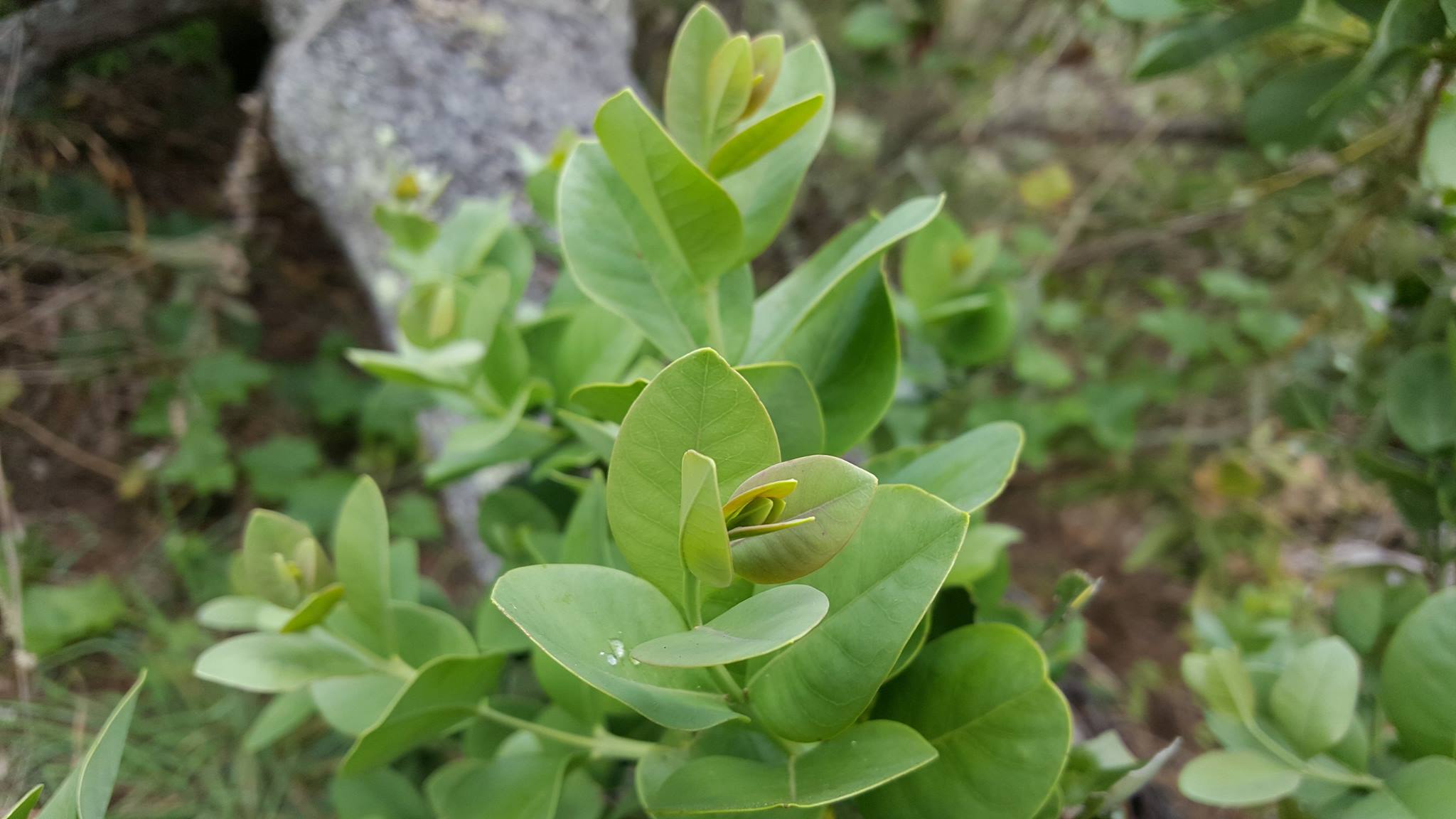 Close-up of ‘iliahi (Hawaiian sandalwood) plant with vibrant green, oval-shaped leaves against a natural forest backdrop.