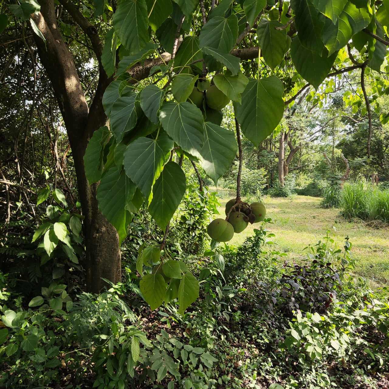 Kukui tree with broad leaves and green nut clusters, in a forested clearing illuminated by filtered sunlight.