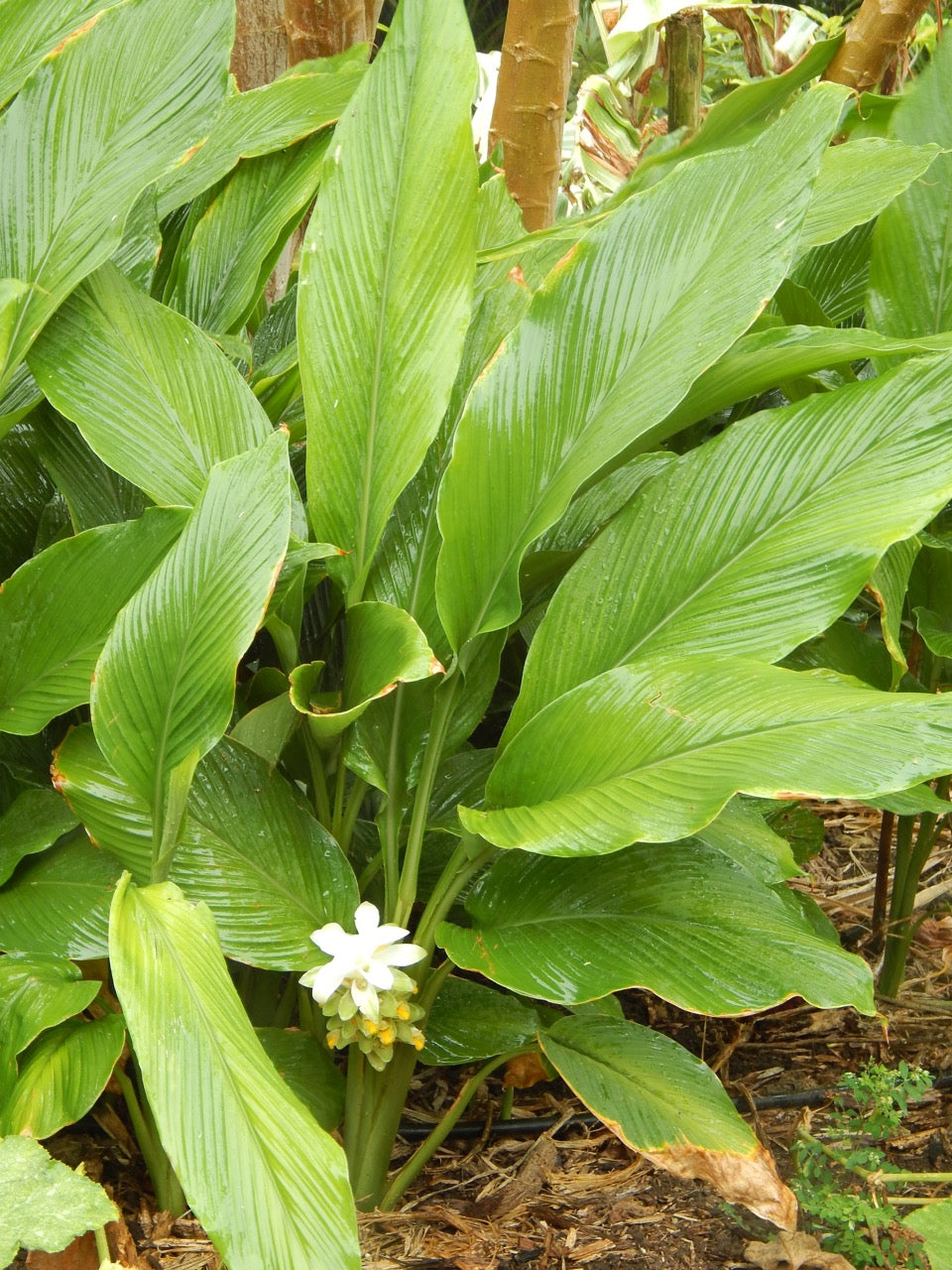 ʻŌlena (turmeric) plant with a single white flower blossom.