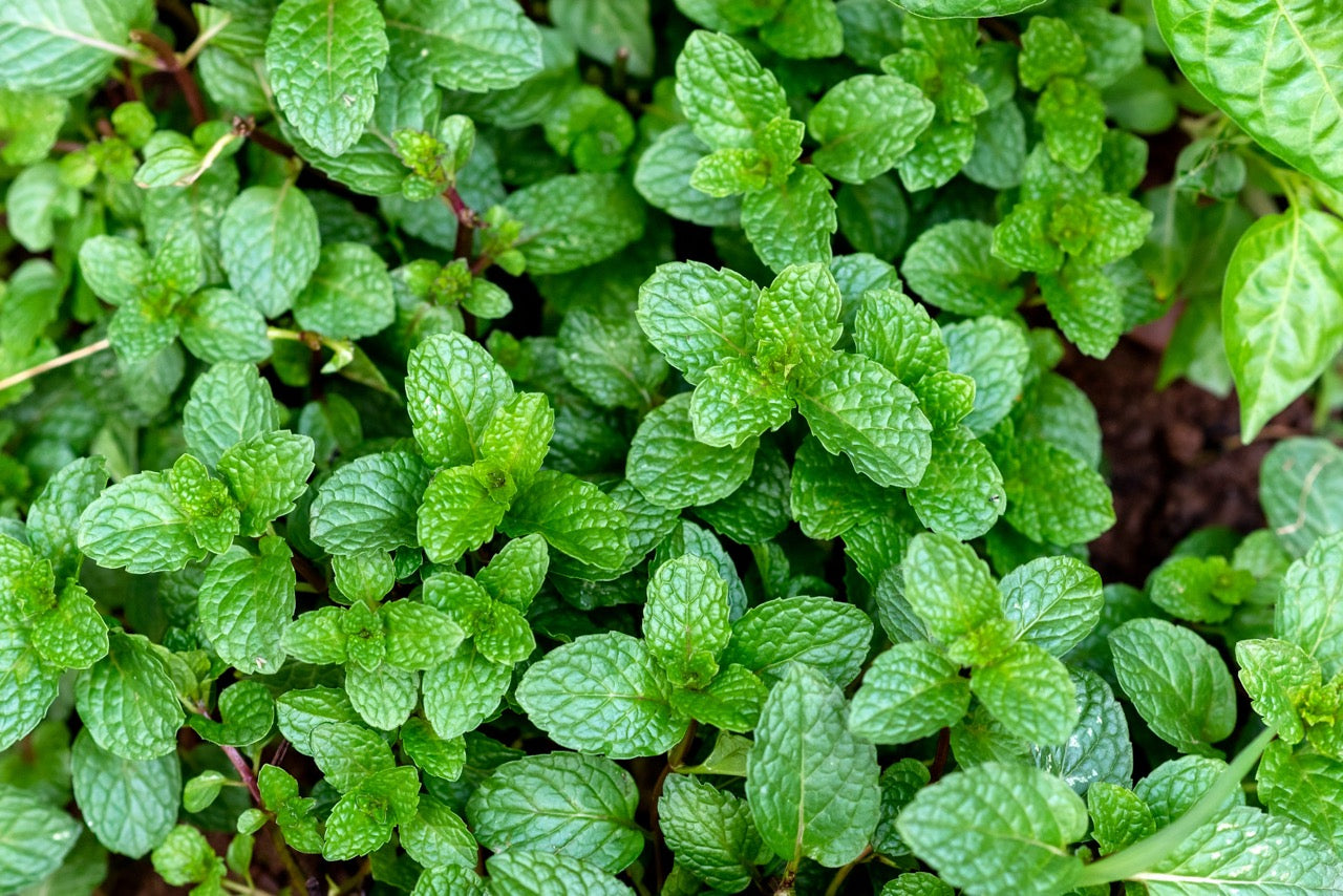 Close-up of a densely-planted patch of peppermint plants.