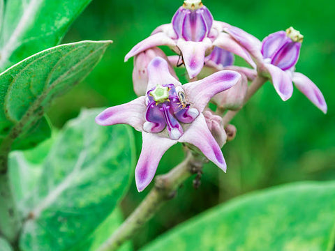 Close-up of blooming pua kalaunu (crown flower) in a Hawaiian garden, showing purple star-shaped petals and lush green leaves.