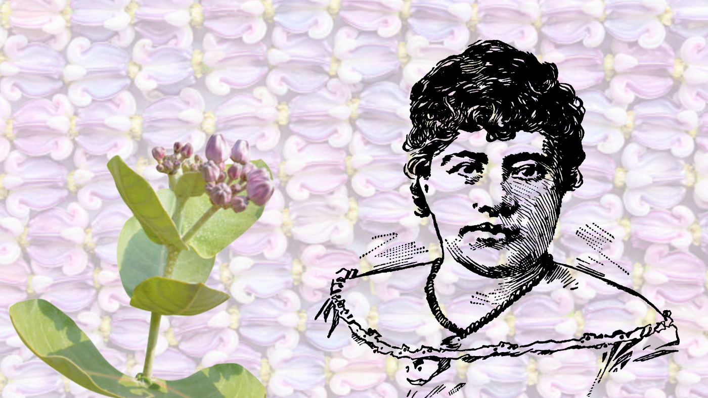 The Pua Kalaunu (Crown Flower): A Symbol of Hawaiian Royalty